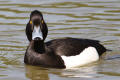 Tufted Duck