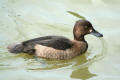 Tufted Duck