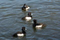 Tufted Duck