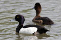 Tufted Duck