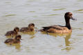 Tufted Duck