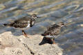 Turnstone