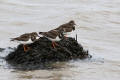 Turnstone