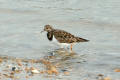 Turnstone