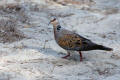 Turtle Dove