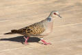 Turtle Dove