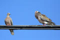 Turtle Dove