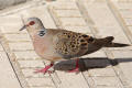 Turtle Dove