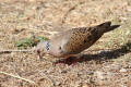 Turtle Dove