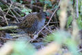 Water Rail