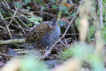 Water Rail