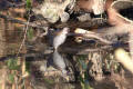 Water Rail