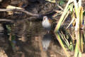 Water Rail