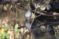 Water Rail