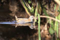 Water Rail