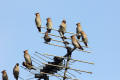 Waxwing