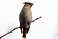 Waxwing