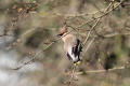 Waxwing