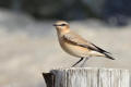 Wheatear