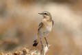 Wheatear