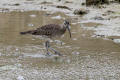 Whimbrel