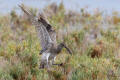 Whimbrel