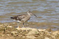 Whimbrel