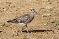 Whimbrel