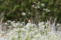 Whinchat