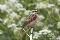 Whinchat