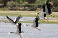 White Stork