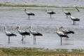 White Stork