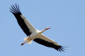 White Stork