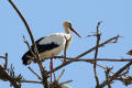 White Stork