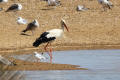 White Stork