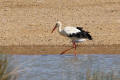 White Stork