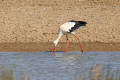 White Stork