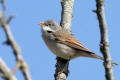 Common Whitethroat