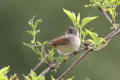Common Whitethroat