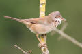 Common Whitethroat