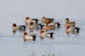 Wigeon