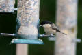 Willow Tit