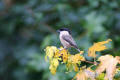 Willow Tit