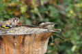 Willow Tit