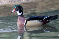 Wood Duck