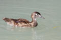 Wood Duck