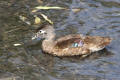 Wood Duck