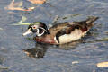 Wood Duck