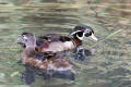 Wood Duck