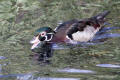 Wood Duck